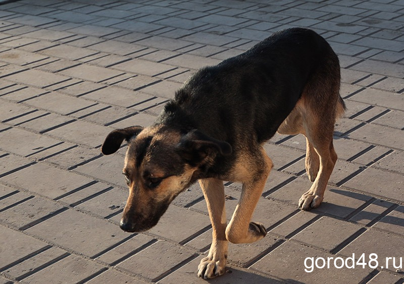 Покусанному собакой грязинцу её хозяин выплатит 50 000 рублей