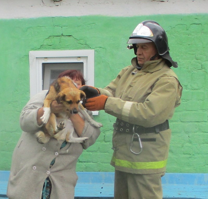 Пожарные спасли собаку, которая пять дней провела на чердаке