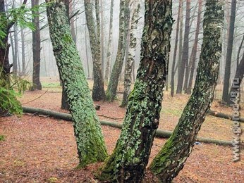 Ветеринары отправятся к норам Ветеринары отправятся к норам