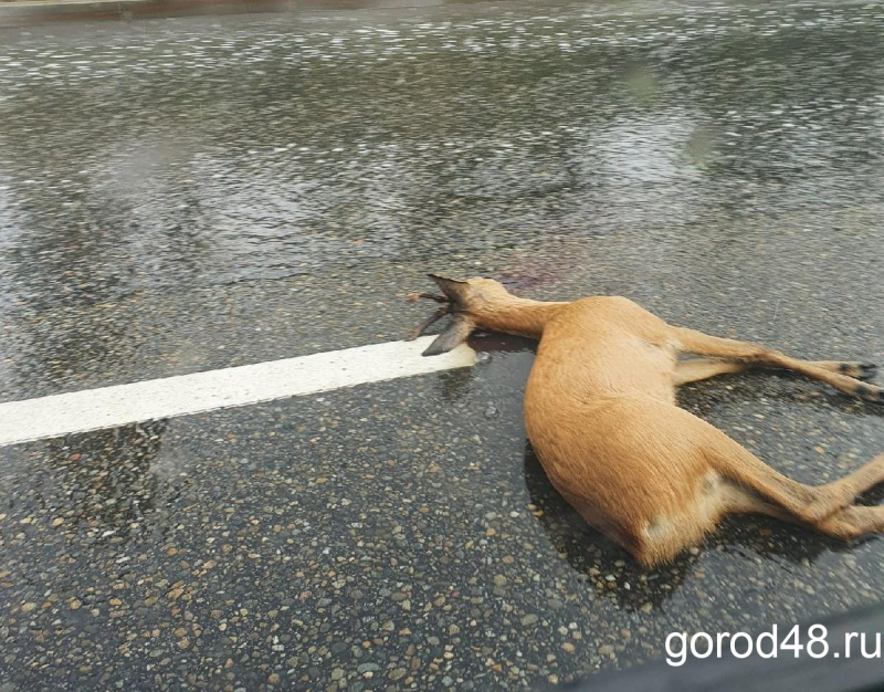 На трассе «Дон» в Становлянском районе под колёсами машин стали чаще гибнуть животные
