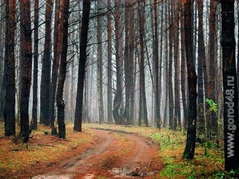 Лесоводы области завершают весенние посадки Лесоводы области завершают весенние посадки