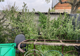У жителя Тербунского района обнаружили почти 400 граммов растительных наркотиков