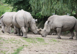 В зоопарке австрийского Зальцбурга носорог напал на 33-летнюю сотрудницу и убил ее