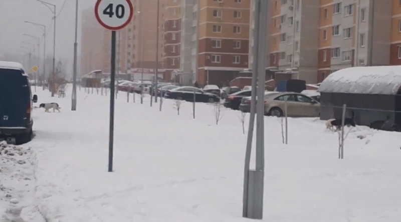 Бродячие собаки в «Университетском» разорвали сапоги на женщине Бродячие собаки в «Университетском» разорвали сапоги на женщине