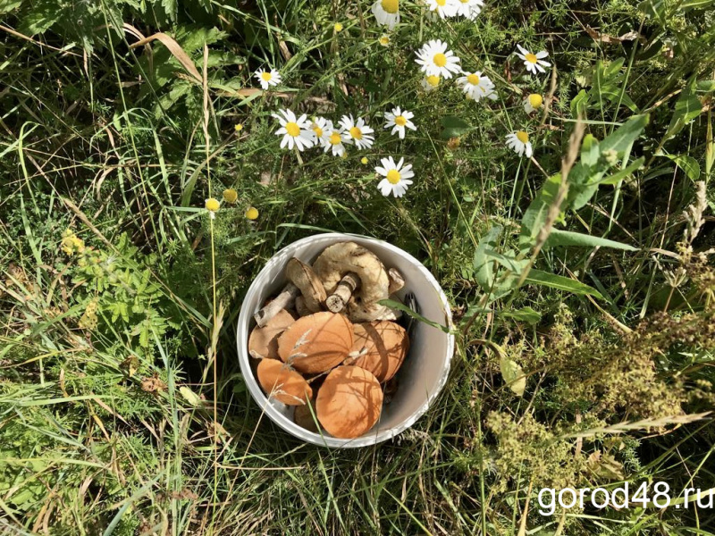В Липецкой области ещё два человека отравились грибами