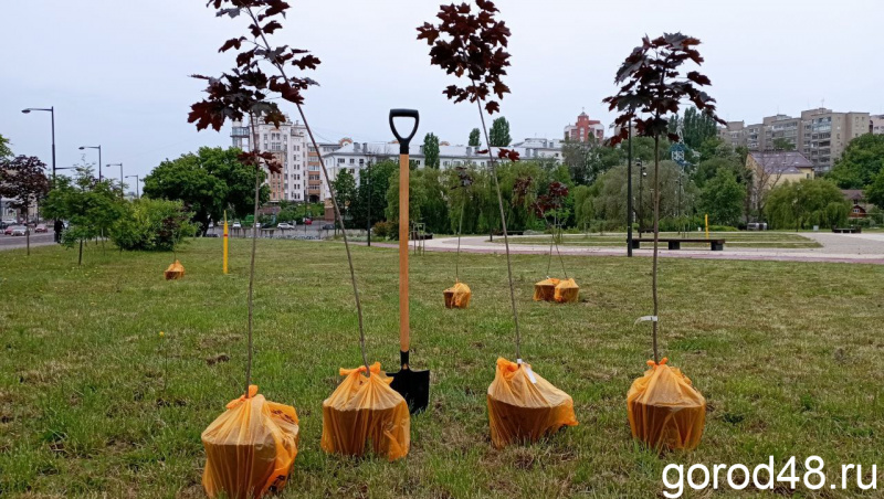 Вице-мэр Липецка пообещала лично поливать новые деревья на Городище 
