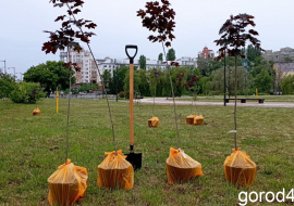Вице-мэр Липецка пообещала лично поливать новые деревья на Городище 