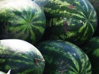 В Липецкой области забраковали 10 тонн арбузов В Липецкой области забраковали 10 тонн арбузов