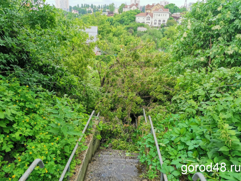 Дерево рухнуло на лестницу в центре Липецка Дерево рухнуло на лестницу в центре Липецка