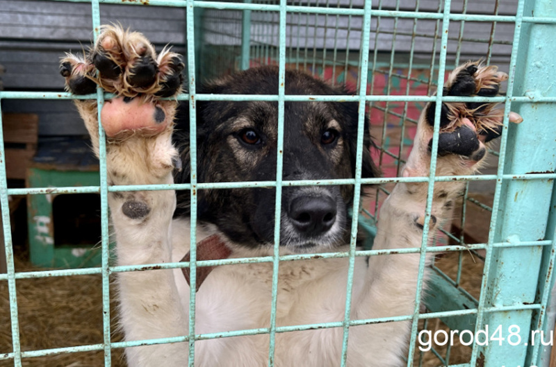 Скандал: трупы трех собак обнаружили в прицепе бригады по отлову животных