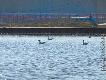 НЛМК получил диплом экологического конкурса НЛМК получил диплом экологического конкурса