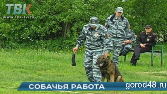 Собачья работа. Хвостатые полицейские показали, на что способны. Собачья работа. Хвостатые полицейские показали, на что способны.