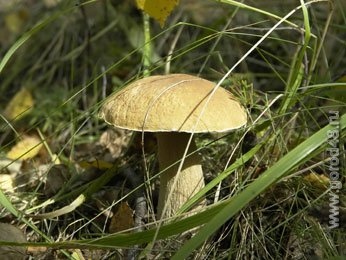 Еще одна липчанка отравилась грибами Еще одна липчанка отравилась грибами