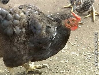 Птичий грипп Липецкой области не грозит Птичий грипп Липецкой области не грозит