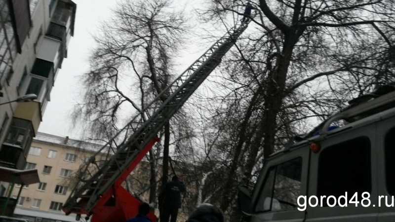 В Липецке совместными силами спасли кота В Липецке совместными силами спасли кота