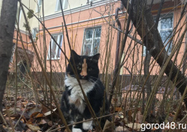 На липецких бродяжек готовы потратить более 18 миллионов рублей