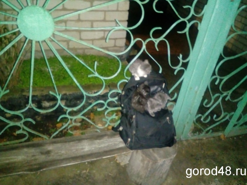В подозрительной сумке спасатели нашли котят В подозрительной сумке спасатели нашли котят