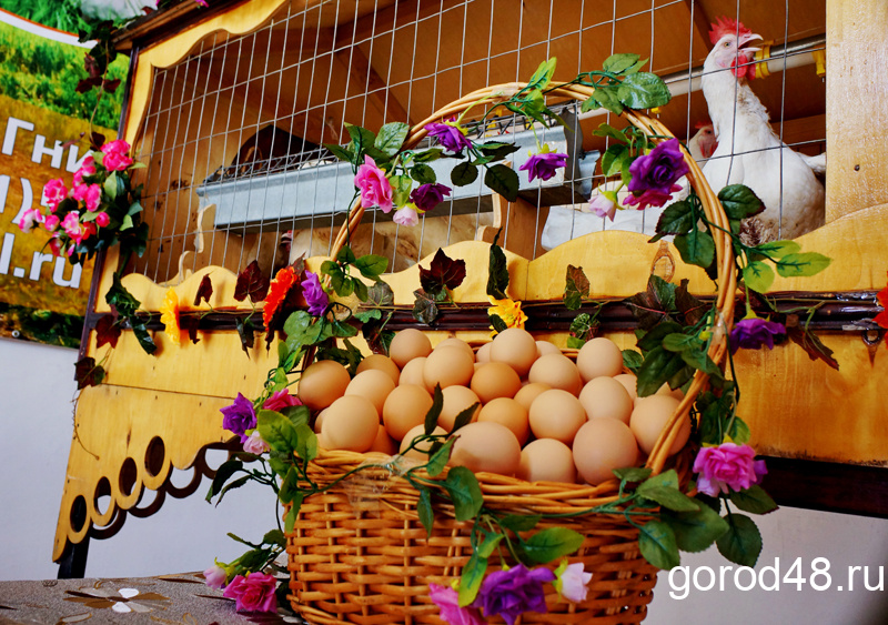 Статистика: в Липецкой области выросло производство яиц