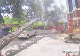Падение дерева на детскую площадку записала камера видеонаблюдения
