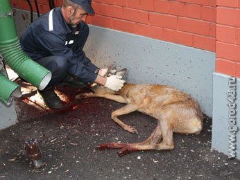 Сегодня утром в центре Липецка спасали косулю Сегодня утром в центре Липецка спасали косулю