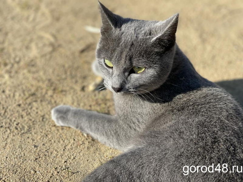 В Грязинском районе ввели карантин из-за бешеной кошки