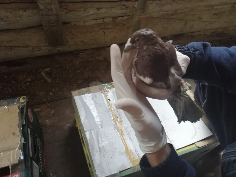 Банду охотников на редких птиц задержали под Иркутском Банду охотников на редких птиц задержали под Иркутском