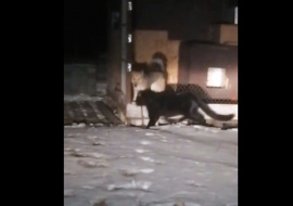 Пропавшая в Тамбове черная пантера обнаружена в Москве?