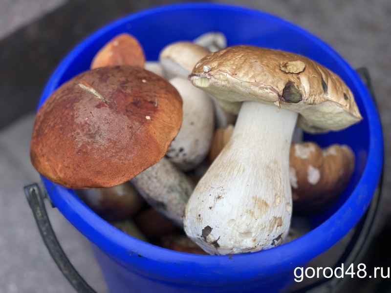 В Липецке отравилась грибами семья из Мичуринска