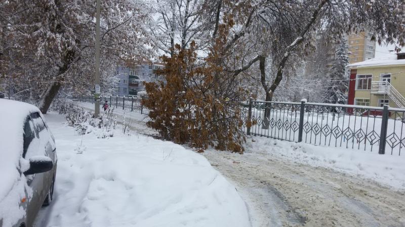 У детского садика на дорогу упало дерево У детского садика на дорогу упало дерево