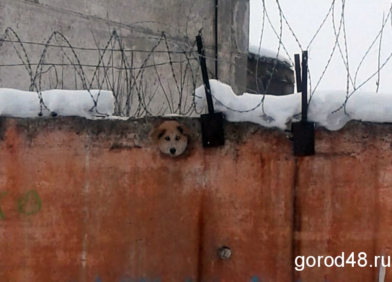 В Липецке собака застряла в заборе В Липецке собака застряла в заборе