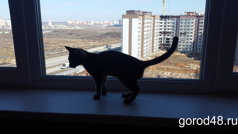 Мэрия Липецка покупает 59 квартир Мэрия Липецка покупает 59 квартир
