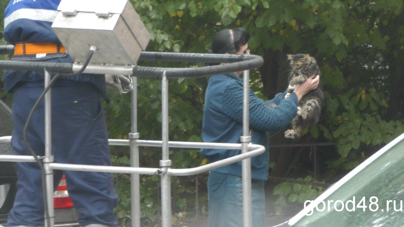 Спасатели сняли кота с 17-метровой высоты Спасатели сняли кота с 17-метровой высоты