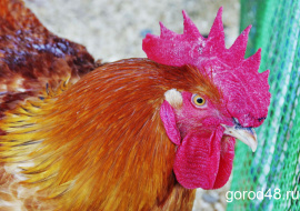 Продукцию животноводства липчане экспортируют во Вьетнам, Бенин, Испанию, Латвию и Польшу