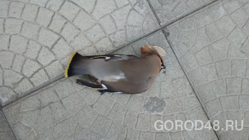Опасных заболеваний у погибших в Липецке свиристелей не обнаружено Опасных заболеваний у погибших в Липецке свиристелей не обнаружено