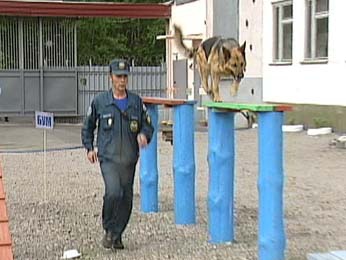 В Липецке устроили экзамен для служебных собак В Липецке устроили экзамен для служебных собак