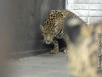 Домашние питомцы липчан страдают от жары Домашние питомцы липчан страдают от жары