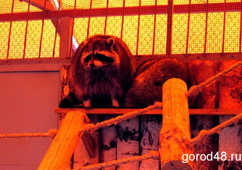Липецкая школьница «усыновила» в зоопарке енотов Липецкая школьница «усыновила» в зоопарке енотов