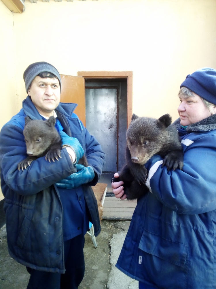 Липецкий медвежонок будет выступать в московском цирке Липецкий медвежонок будет выступать в московском цирке