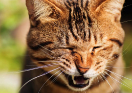 Ученые зафиксировали первый случай заражения COVID-19 человека от кошки