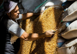 Египет закупит пшеницу из Франции и Болгарии вместо российского зерна