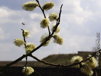 В выходные – Лазарева суббота и Вербное воскресенье В выходные – Лазарева суббота и Вербное воскресенье