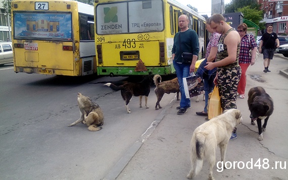Липчане жалуются на стаи собак в Левобережье Липчане жалуются на стаи собак в Левобережье