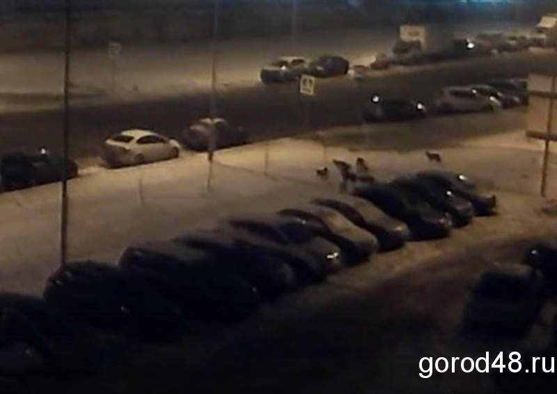 Стаю безнадзорных собак в «Университетском» разогнали Стаю безнадзорных собак в «Университетском» разогнали