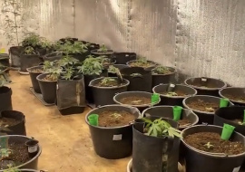 На чердаке обнаружили 78 кустов конопли в горшках