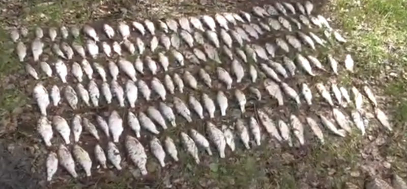 В Грязинском районе поймали браконьера с 23 кг улова В Грязинском районе поймали браконьера с 23 кг улова