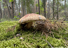 В результате «тихой охоты» пострадали три человека
