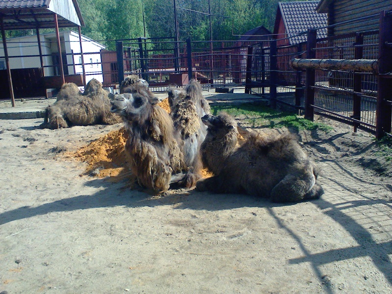 В липецком зоопарке бэби-бум В липецком зоопарке бэби-бум