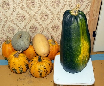 Суперкабачок Суперкабачок