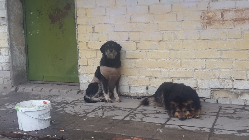 Собаки и кошки помогают задержать развитие ожирения Собаки и кошки помогают задержать развитие ожирения