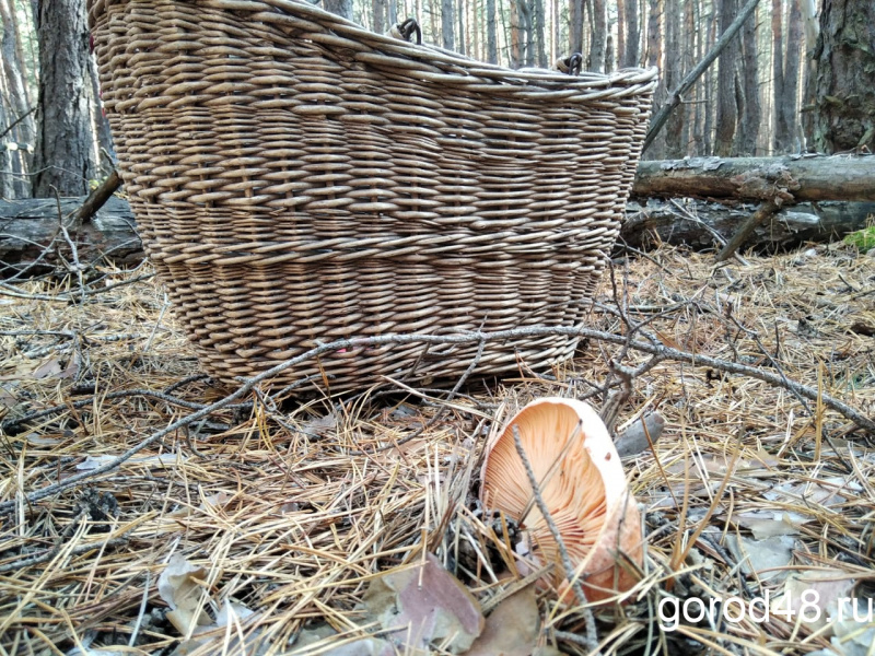 В Липецкой области женщина умерла от отравления грибами